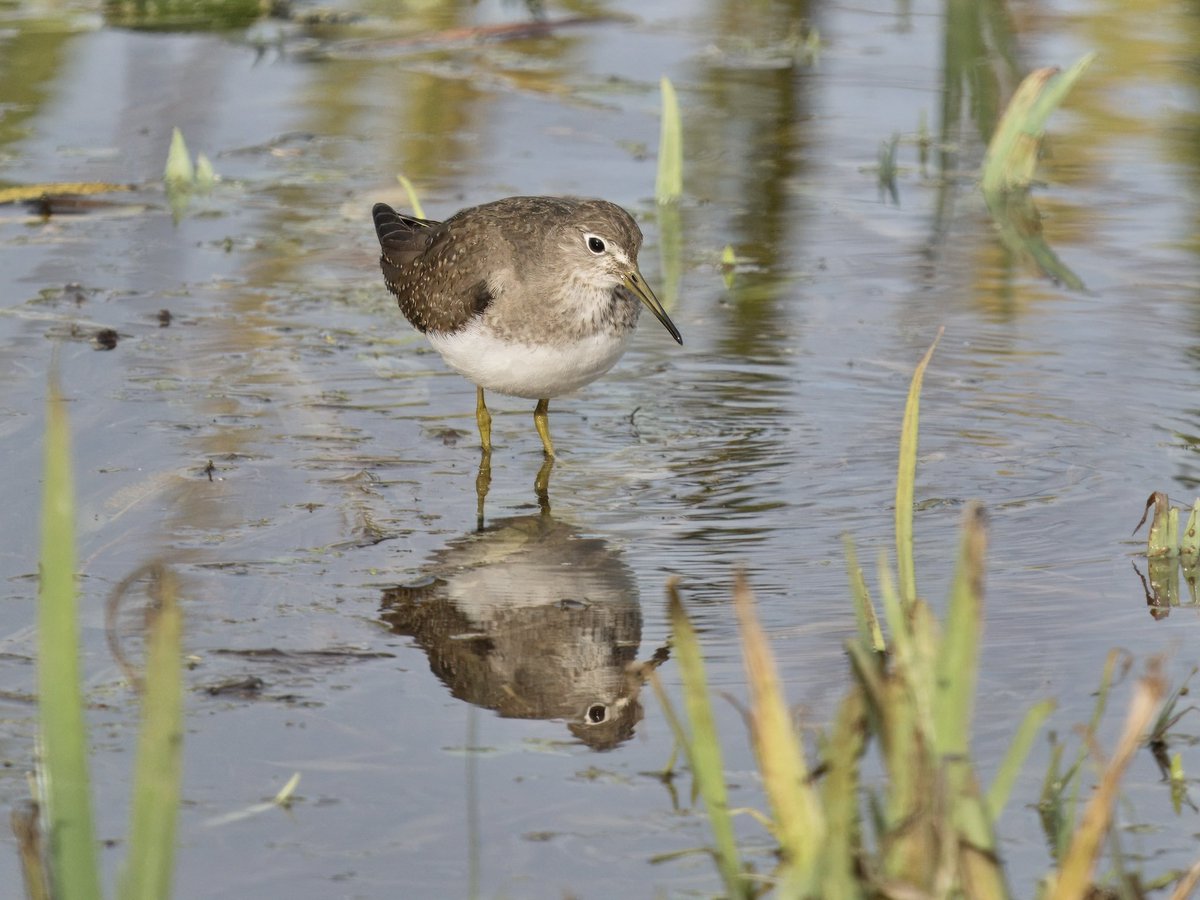 At no point during the nervy wait this morning at Stodmarsh, did I expected the Solitary Sandpiper to fly in and perform quite as well as it did! Showing wonderfully, with a Green Sand for comparison too! #SolitarySandpiper #Stodmarsh