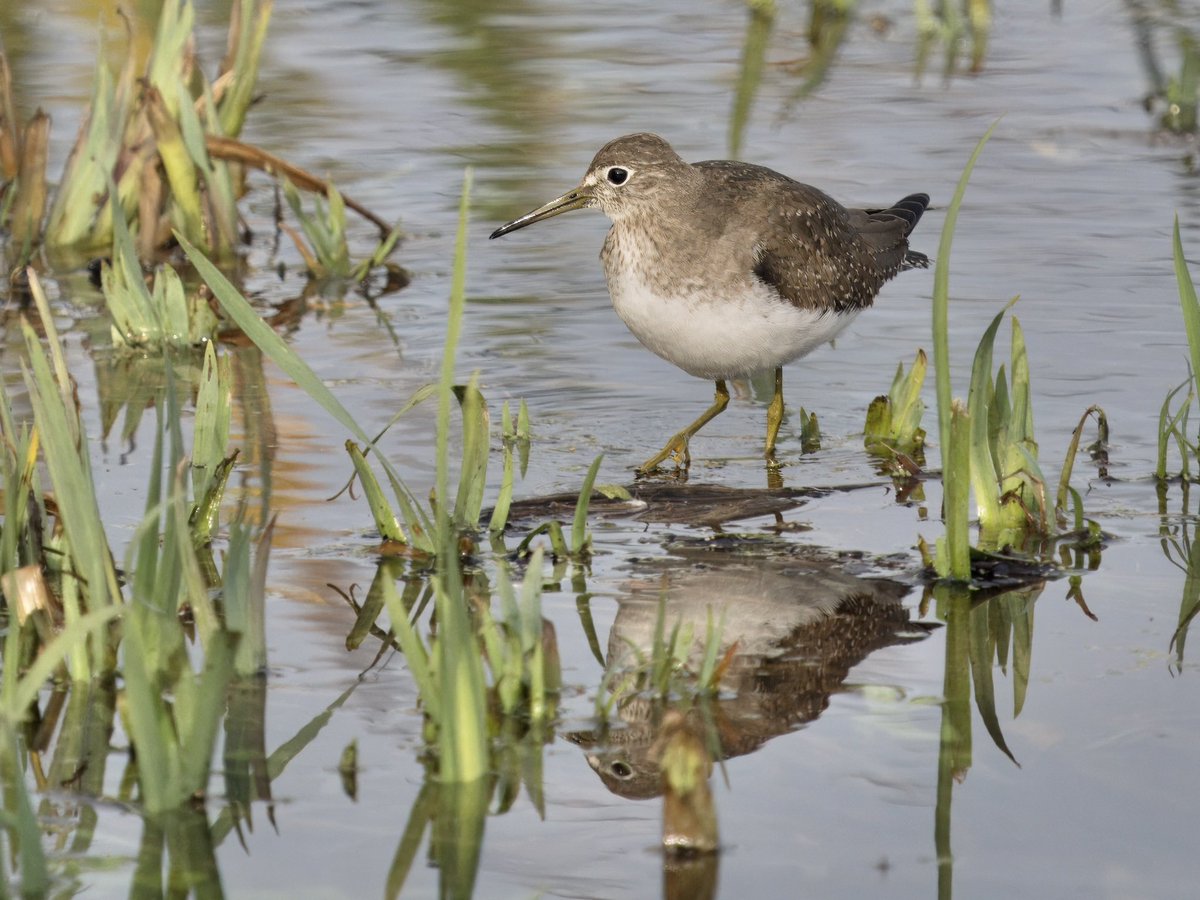 DCCbirder's tweet photo. At no point during the nervy wait this morning at Stodmarsh, did I expected the Solitary Sandpiper to fly in and perform quite as well as it did! Showing wonderfully, with a Green Sand for comparison too! 
#SolitarySandpiper #Stodmarsh https://t.co/Md7jk3Q3E8