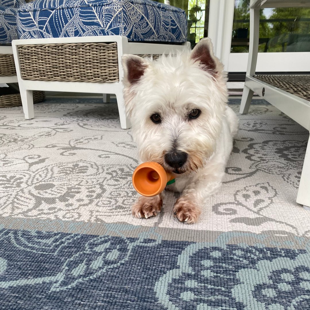 bowwowlabs's tweet photo. HAPPY FRIDAY! Time to celebrate with a bully stick! https://t.co/o9jV9IPq0F