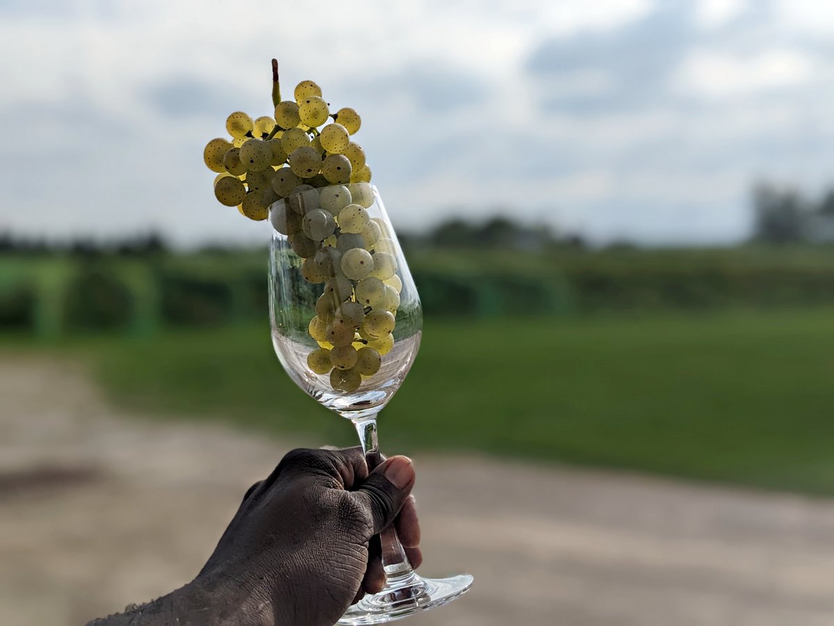 🤔How does Steve know when it is the right time tom harvest the grapes? #myNyarai #winecountryON #virtualwinery  #winecountry #grapes #supportBlackownedwinery #vineyard #Harvest2023  #winemakerslife