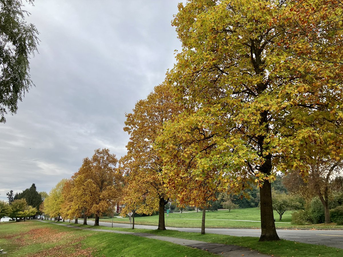 TreesOfSeattle's tweet photo. #FallColor 🍁 🍂 along Lake Washington Boulevard at 43rd Ave S https://t.co/MErTiSkSaX