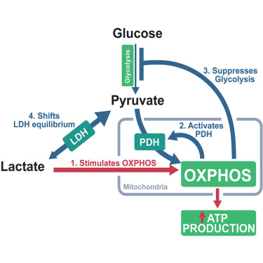 Lactate activates the mitochondrial electron transport chain independently of its metabolism dlvr.it/SyMCpk