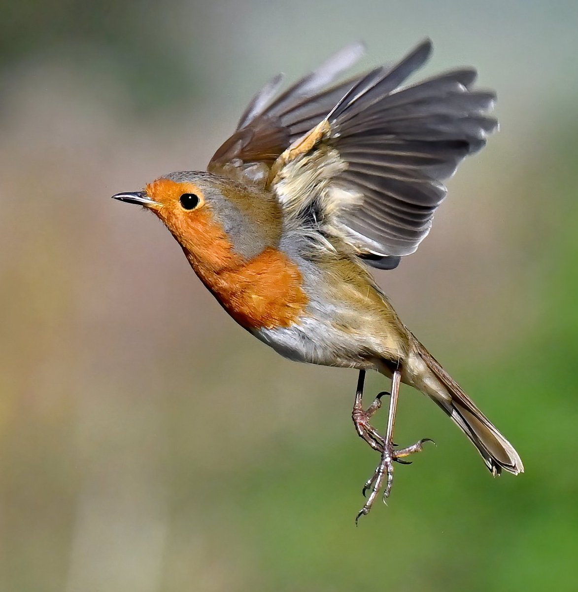 CarlBovisNature's tweet image. Retweet if you love Robins! 😀😍🐦