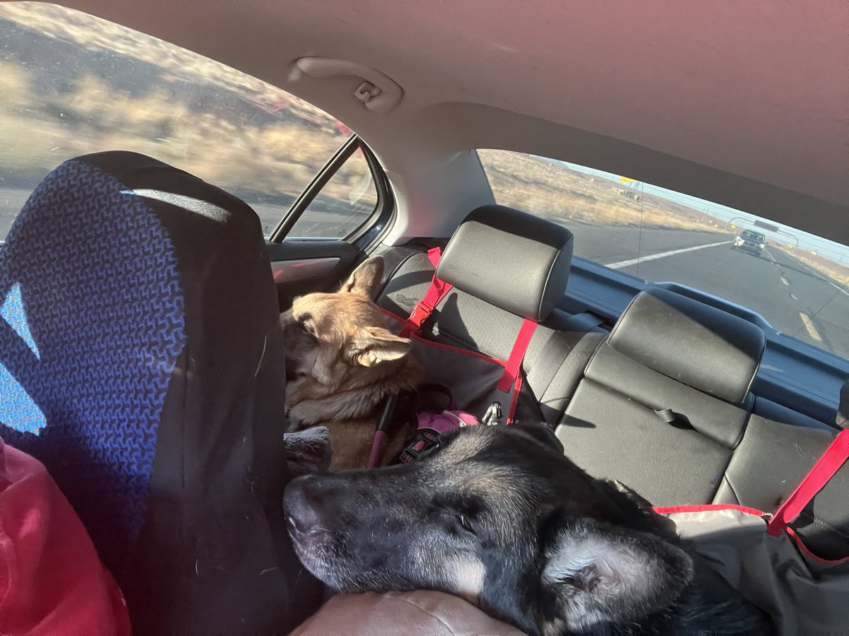 Sunshine puppies enjoying the ride tobour new home! Arizona we have arrived!!!! #travelingdogs #puppylove #newadventures