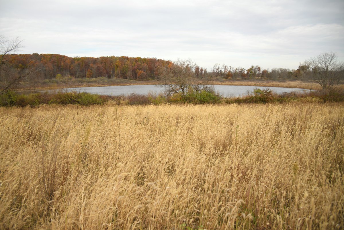 We've added 158 acres of upland prairie and wetland to the Mallard Roost Wetland Conservation Area in Noble County. The Buchanan Unit, contains habitat for quail, turkey, pheasant and other birds. Details: bit.ly/49fsnSN