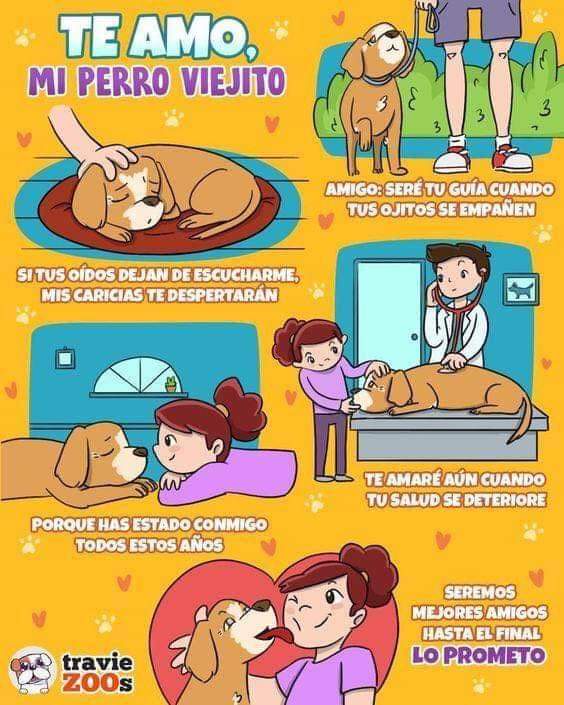 VIBRAmascotas's tweet photo. También ellos merecen una familia #adoptaAUnPerritoViejito #rt https://t.co/dLRBV4MMev