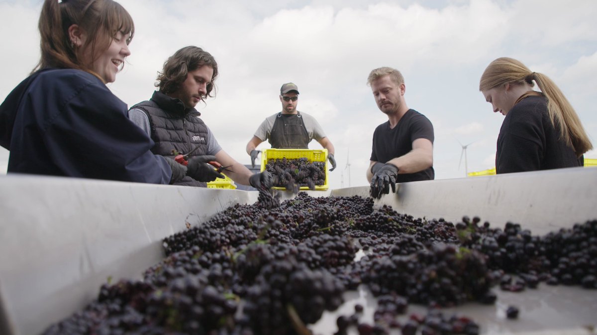 HotDocsCinema's tweet photo. Learn more about Ontario winemaking, hearing directly from local artisanal winemakers with Crush: Message in a Bottle this Sunday November 5 🍇

Representatives from nearby Niagara vineyards will be selling and discussing their wines on-site. Cheers!

🍷 https://t.co/pVCrYIXjEU https://t.co/w8bThEENBb
