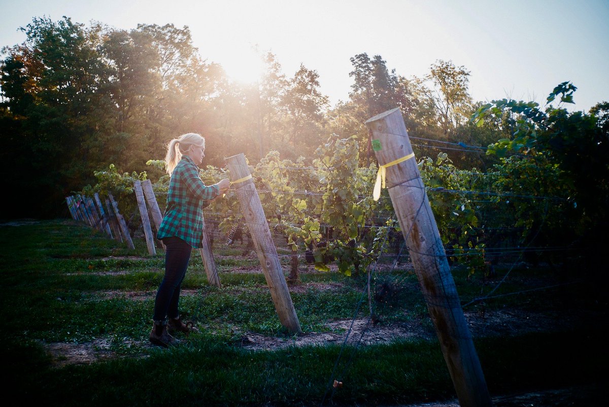 HotDocsCinema's tweet photo. Learn more about Ontario winemaking, hearing directly from local artisanal winemakers with Crush: Message in a Bottle this Sunday November 5 🍇

Representatives from nearby Niagara vineyards will be selling and discussing their wines on-site. Cheers!

🍷 https://t.co/pVCrYIXjEU https://t.co/w8bThEENBb