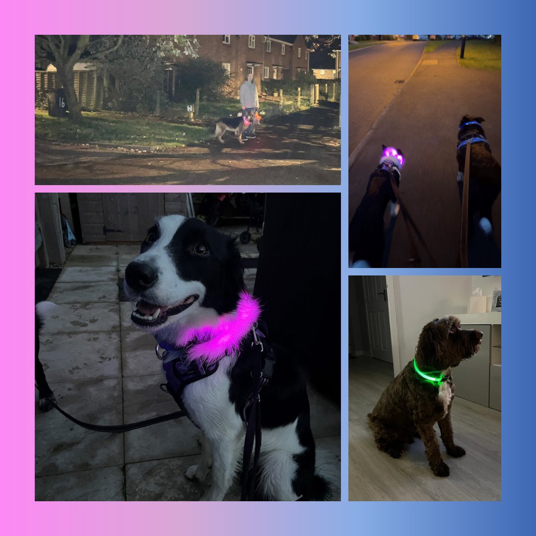 We’ve loved seeing everyone shining bright for #CBITGloWeek2023... even some of our furry friends at <a href="/Bush_Company/">Bush & Co</a> have gotten involved to raise awareness as nights draw in💫 This year we're delighted to be donating the campaign prizes &amp; can’t wait to pick the winners! <a href="/cbituk/">Child Brain Injury Trust</a>