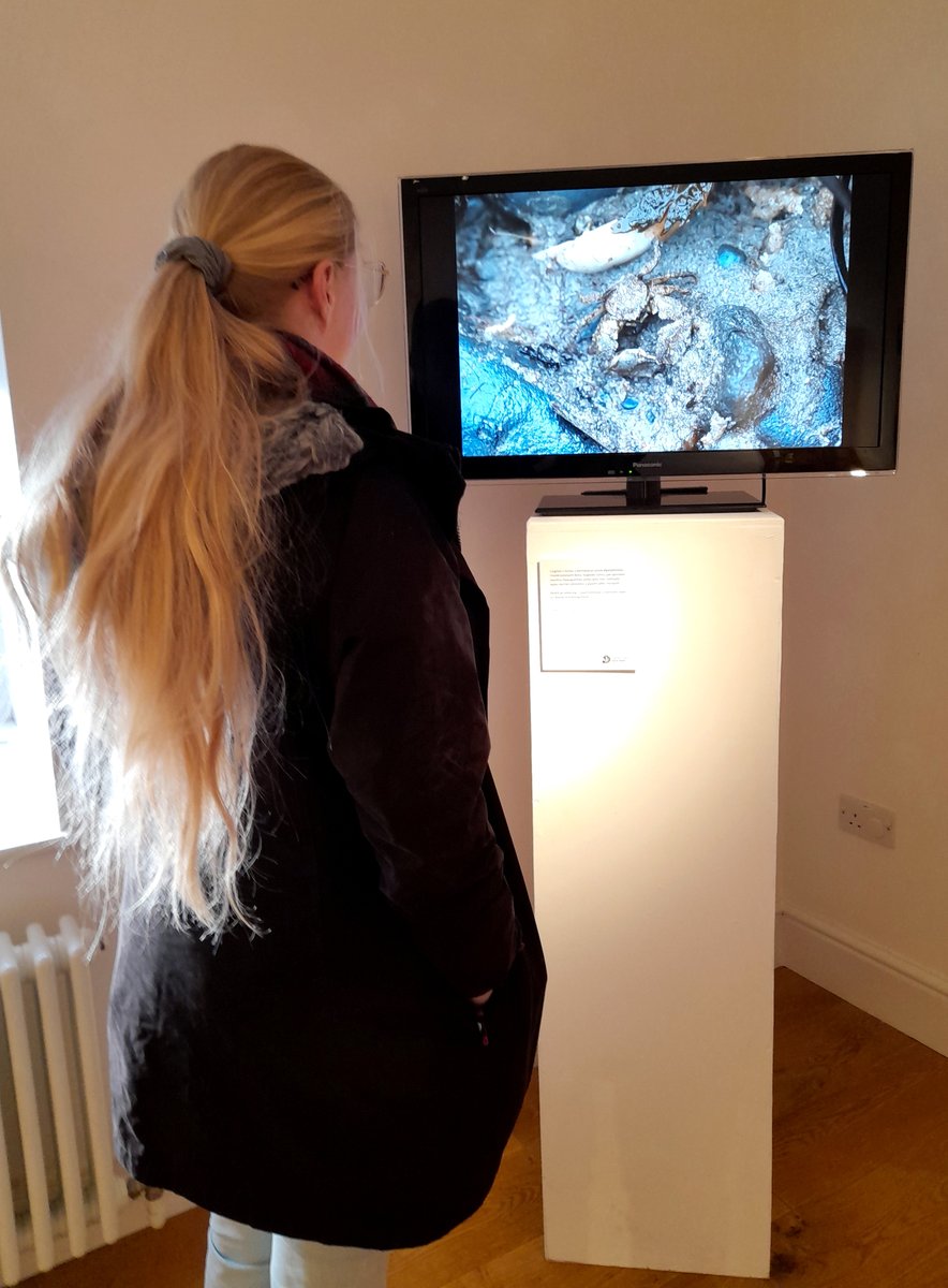 Our 'Living Seas' exhibition has launched! 🌊 We're showcasing the very best that our amazing #NorthWales #marine #environment has to offer! 📍 @StorielBangor - opposite Pontio #Bangor ⏰ 11-5 Tue-Sat 👤 Suitable for all ages & groups 💵 FREE More info: bit.ly/3SofsrA