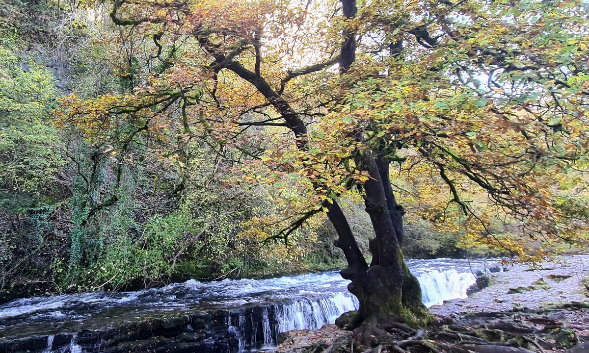 Lisalevels's tweet photo. Ystradfellte four waterfall walk 💚🌳💚🌳💚🌳💚🌳 #ystradfellte #WALES #Waterfall #waterfallwalk https://t.co/xCaFLYzdWi