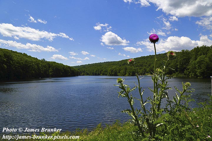 jamesbrunker's tweet photo. #Thistles and Hunting Creek Lake in the Cunningham Falls State Park, for #FlowersOnFriday, available as #prints and on gifts here: https://t.co/ei07riP7Mh
#AYearForArt #BuyIntoArt #MDinFocus @MarylandDNR @MDStateParks #FlowerFriday #flowers #Thurmont #lakes #landscapes #floral https://t.co/T1JfHJGPcf