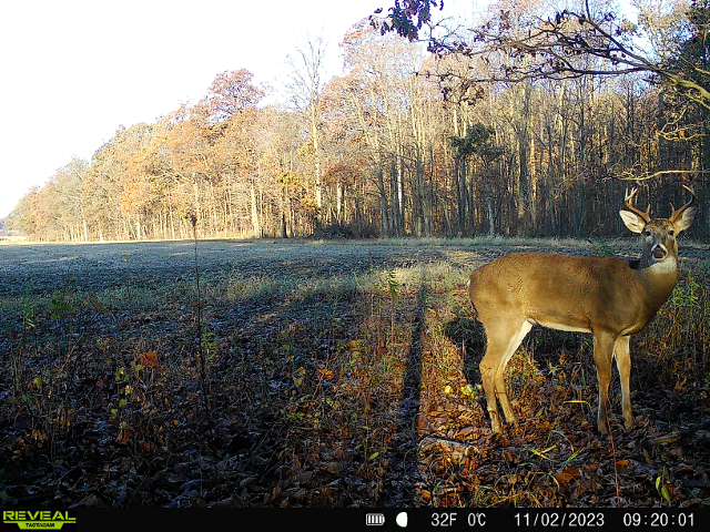 Bergie355's tweet photo. Awesome looking pic on my trail cam the other morning. Camera took a great photo with the sun shining through the trees. @tactacam https://t.co/J02cXjaYRy