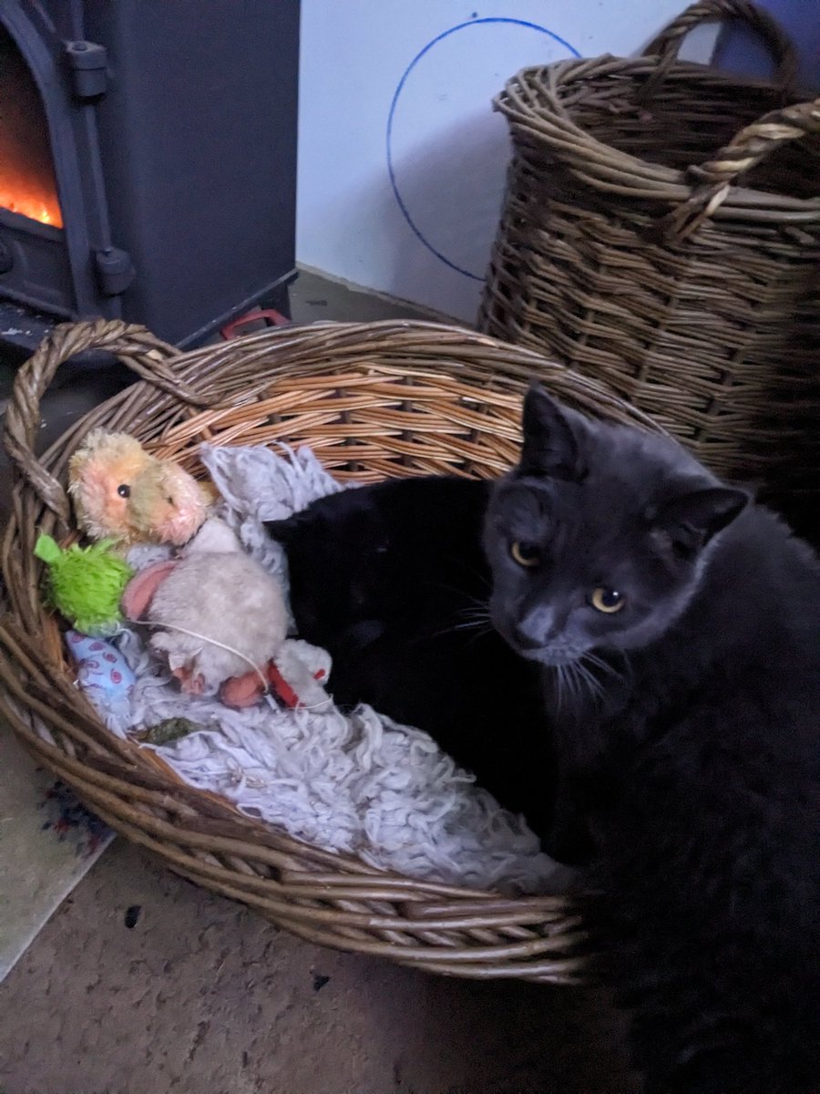 DawnAJWitney's tweet photo. But Mummy, it's MY basket, please make him move!
#possessionisninetenthsofthelaw #caturdayeve #norfolkwriterslife https://t.co/Y0Y2OXOWBO
