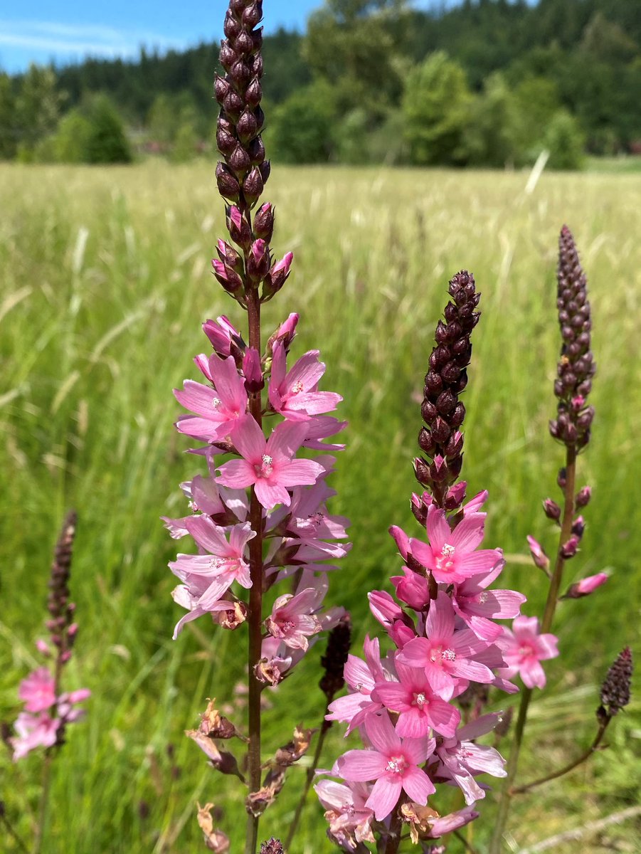 Estuary Partnership tweet media