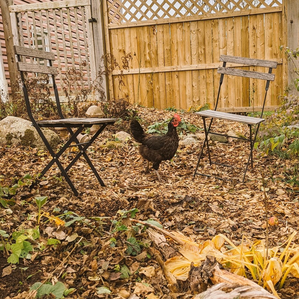 futureunmapped's tweet image. Not our chicken, definitely our backyard. Guess who got to practice their chicken sweeping skills.
#chickensofx #chicken #autumn #posingchicken #naturephotography #futureunmapped