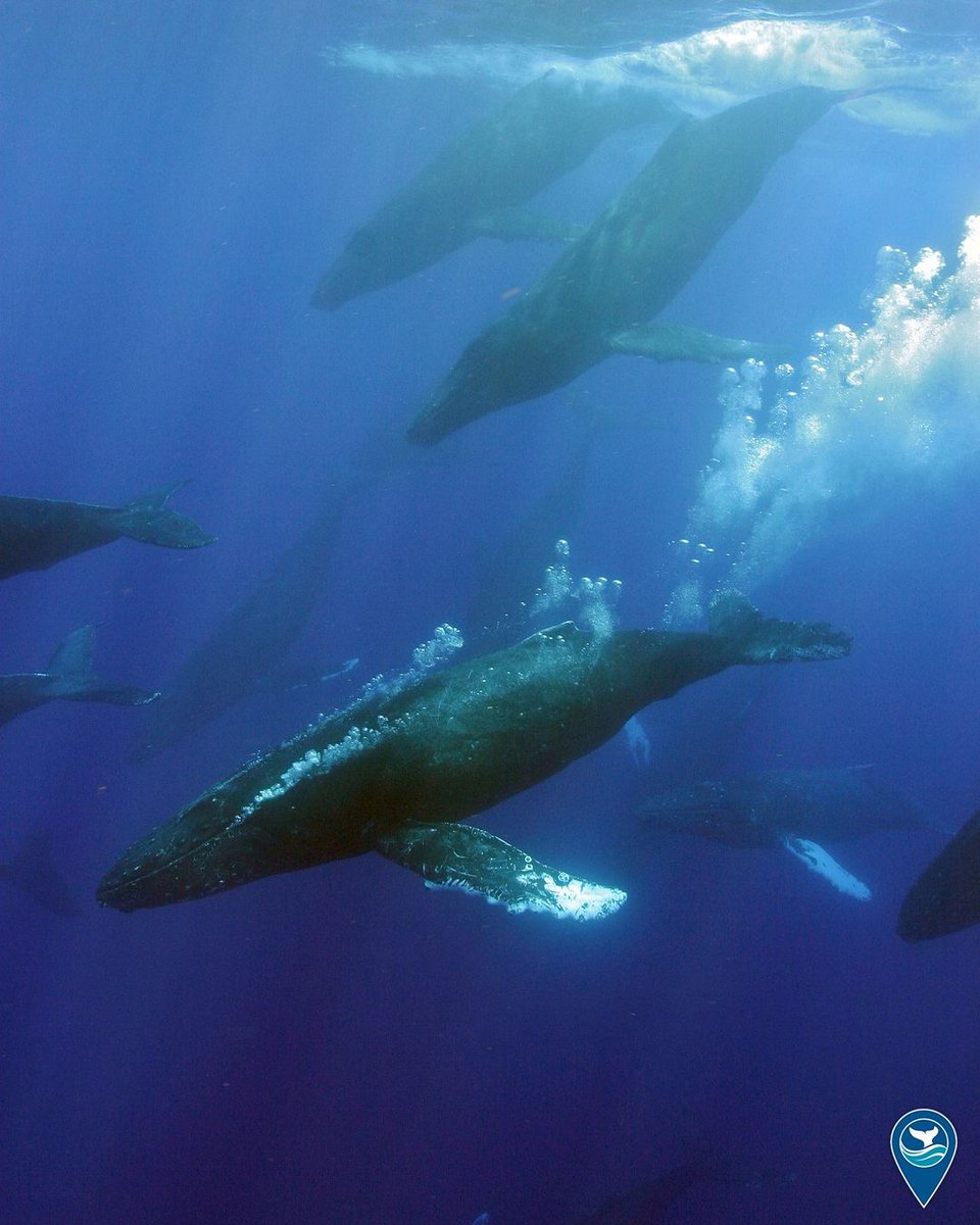 Each winter, thousands of humpback whales travel to @Hihumpbackwhale to find mates, calve, and nurse their young. Scientists estimate that up to 12,000 whales return to Hawaiian waters from November through May. hawaiihumpbackwhale.noaa.gov/protect/ 📸: Ed Lyman/NOAA