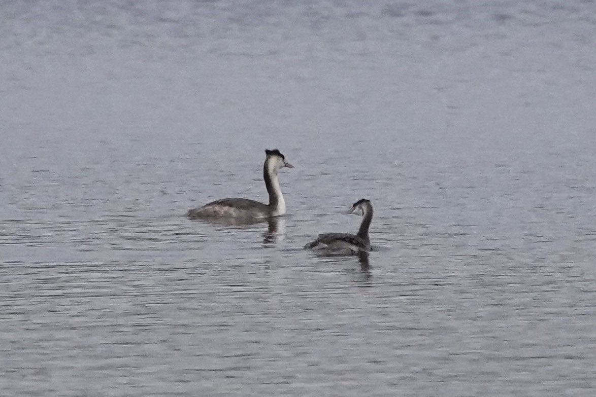 Popped up to Gladhouse at the end of the day to see @Freddytertial female Scaup - first I’ve seen here in a long time. Also managed to see both GCGs at close quarters - quite a size difference between them 😮