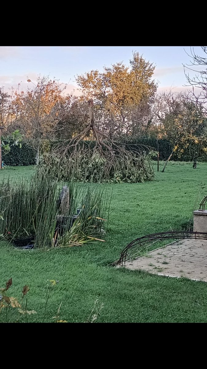 Okrutt's tweet image. J’ai eu mes parents pour prendre des nouvelles suite à la tempête, mon père m’a dit qu’un des arbres s’était retourné.. je voulais pas le croire il m’a envoyé une photo 😭😭