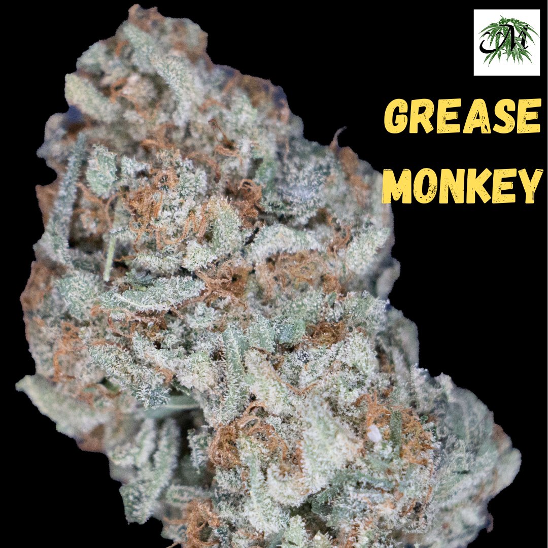 MystiqueOfMaine's tweet image. Elevate your senses with the powerful and relaxing vibes of Grease Monkey! 🍃 Unleash the inner chill and embrace the groove. 🚀💨 #GreaseMonkey #cannabiscommunity #nature #flower #friday