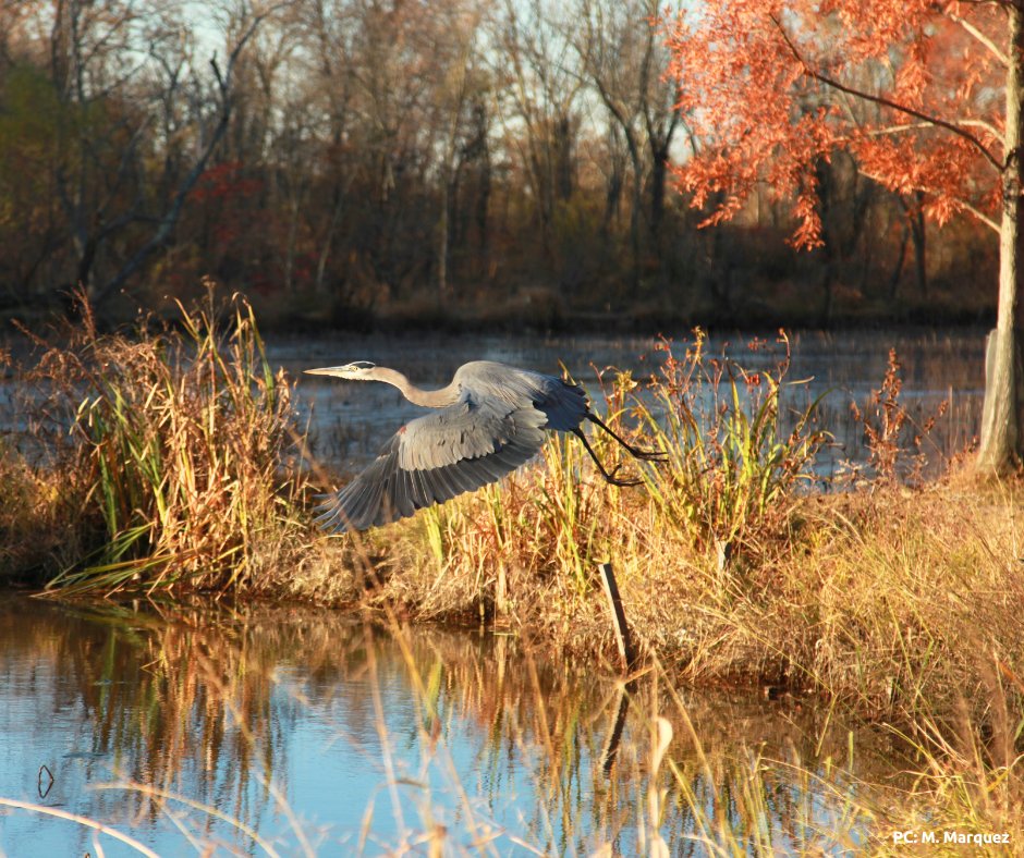 Head to the park this Sunday, November 5th, for a morning bird walk through the fall foliage! The group will meet at the Visitor Center at 8:30 a.m. #KenilworthAquaticGardens🐦