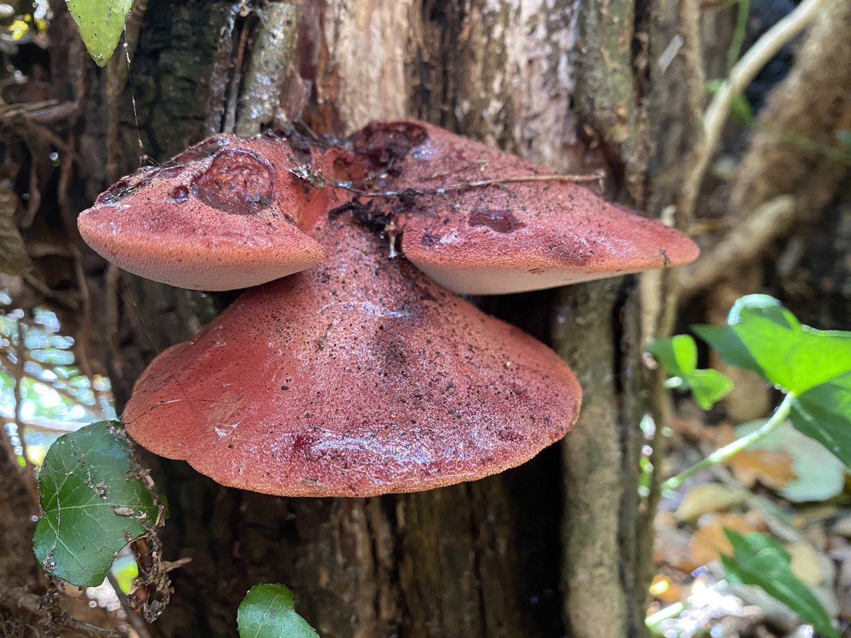 BCConservators's tweet photo. Yay, itโs #FungiFriday - again!
Here is a small selection from this weeksโ finds on #BansteadCommons
1. Sulfer Tuft
2. Green Elf-cup
3. Blue Roundhead
4. Beefsteak fungus
Do you have a favourite ๐ ?
https://t.co/brIEoWgwOp
#8OutOf10Bats
#mycology https://t.co/y32wAZjN5n