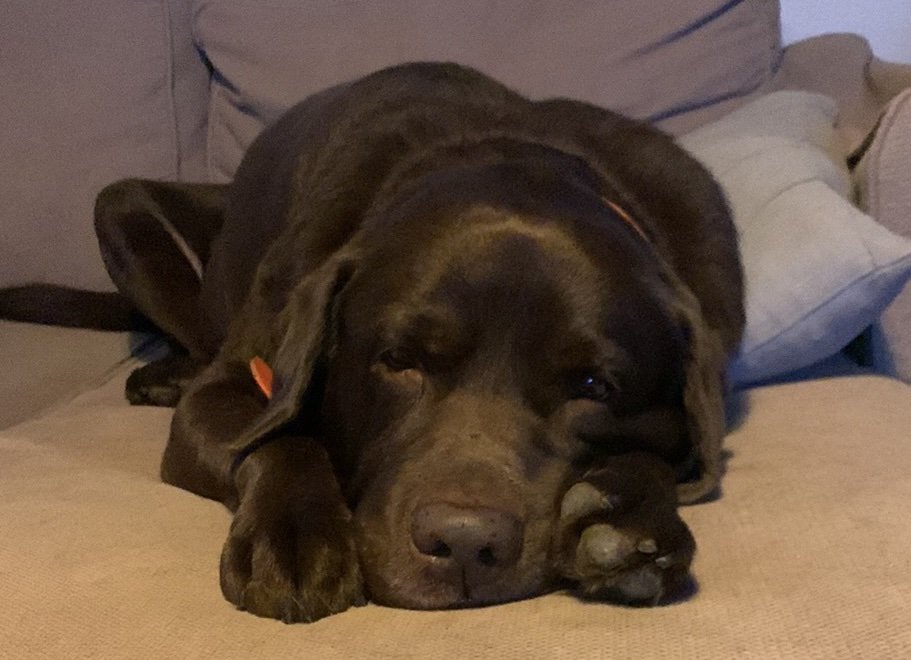 ***Urgent***

Les maîtres officiels de Bruno ne souhaitent pas le reprendre et risquent de l'abandonner. Nous nous en occupons depuis presque 6 mois mais cela devient difficile de nous occuper de lui et de nos 5 chiens.

Si quelqu'un serait intéressé pour l'adopter...merci!