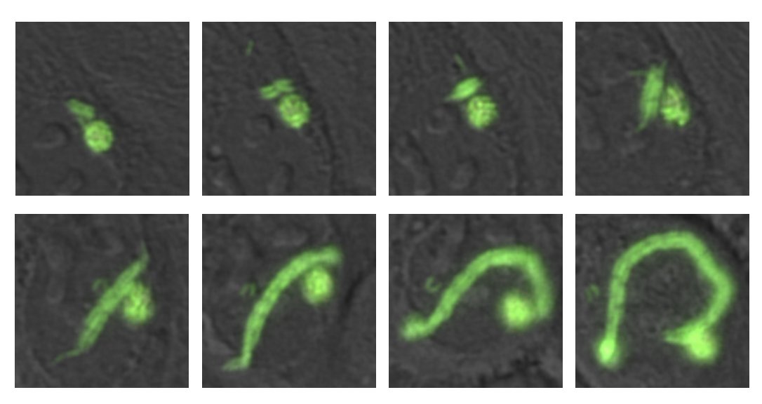 happy #FluorescenceFriday from the omega cell!