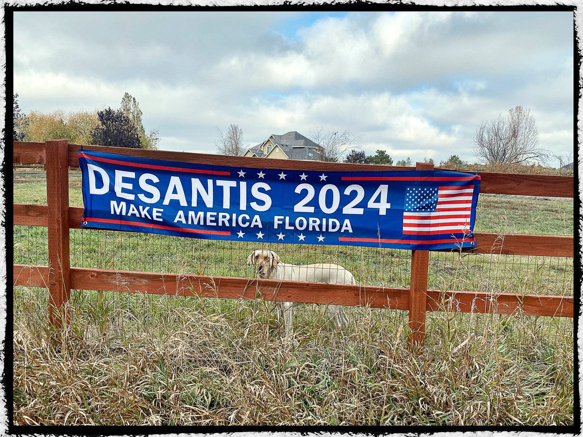 #DeSantis2024 !!

Our lab says, if she could vote, she would ✔️ for DeSantis!!

#NeverBackDown #DeSantisDelivers @RonDeSantis for POTUS!!

#LoudAndProud !!