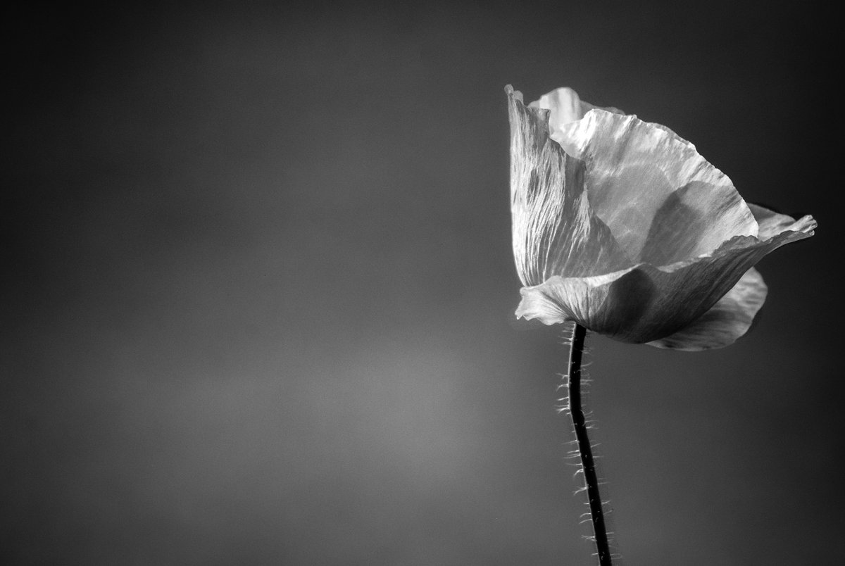 nehaguptaphoto's tweet image. I'm a self-taught photographer based in New Delhi, India. I capture all sorts of photographs and here are a few of my monochrome work.
