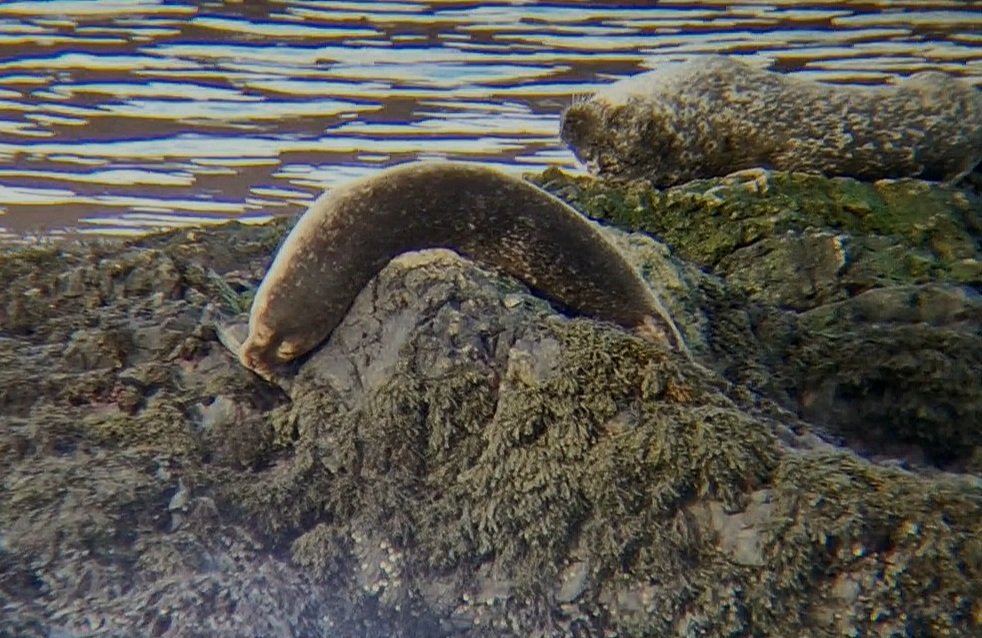sophiecooper193's tweet photo. Most comfy sleeping position goes to....🦭💙💚
#LochLinnhe #Scotland  #CommonSeals #nature #wildlife 
@Mammal_Society #seals https://t.co/XhNlyMy1Nj
