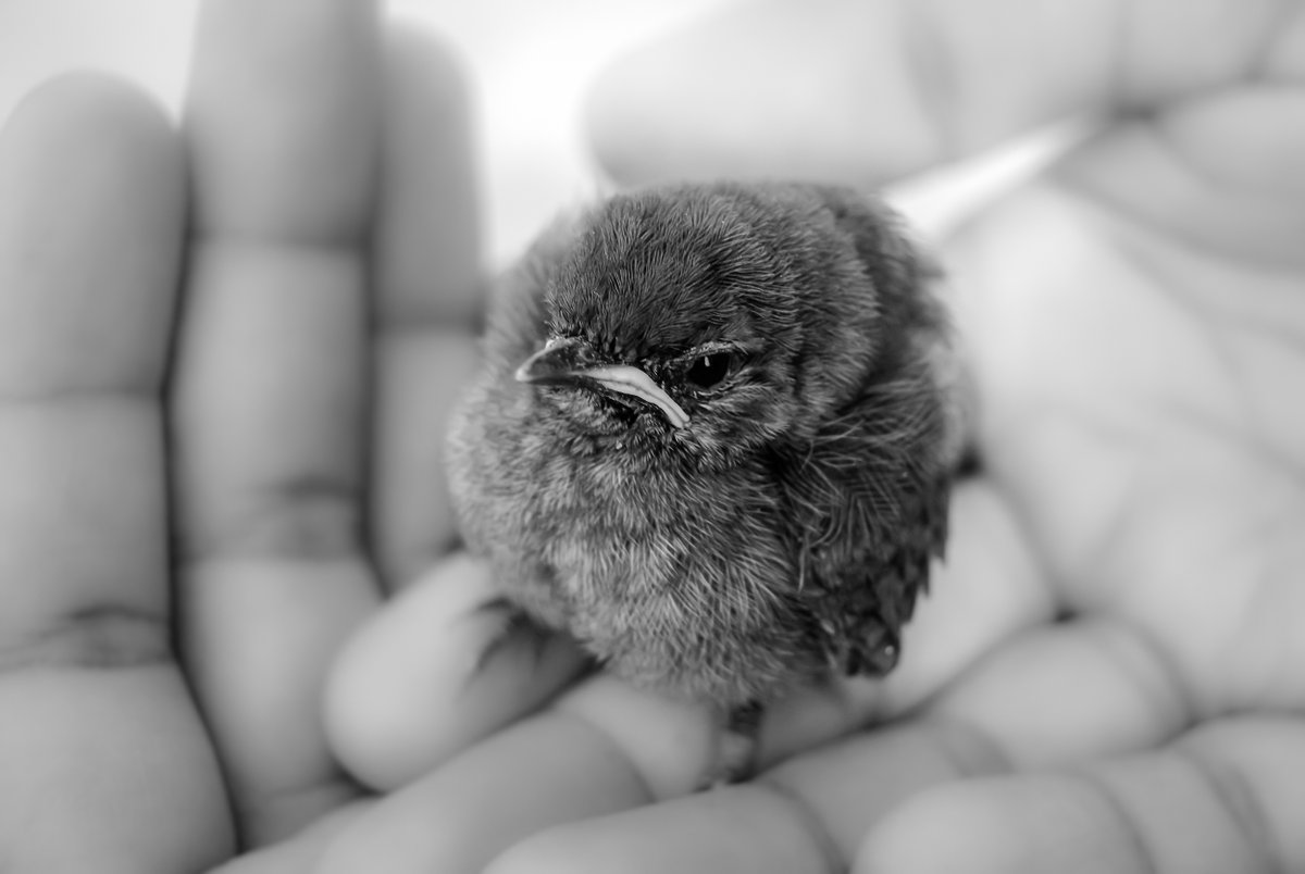 nehaguptaphoto's tweet image. I'm a self-taught photographer based in New Delhi, India. I capture all sorts of photographs and here are a few of my monochrome work.