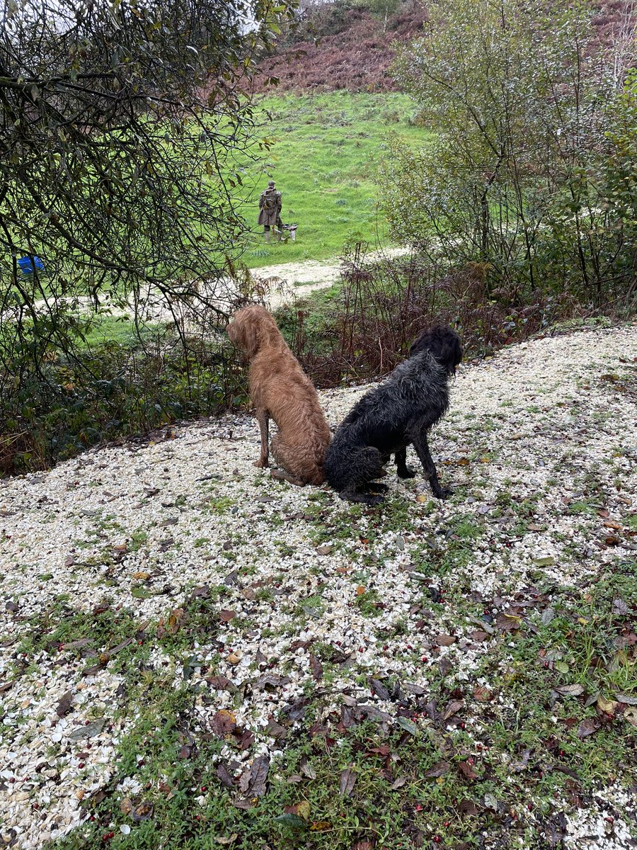 It’s a pushme-pullu 🤣🤣🤣 dogs having a great day working today