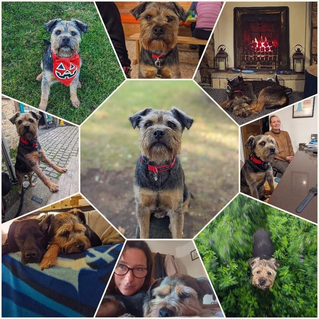 Happy 7th birthday Rocket dog!