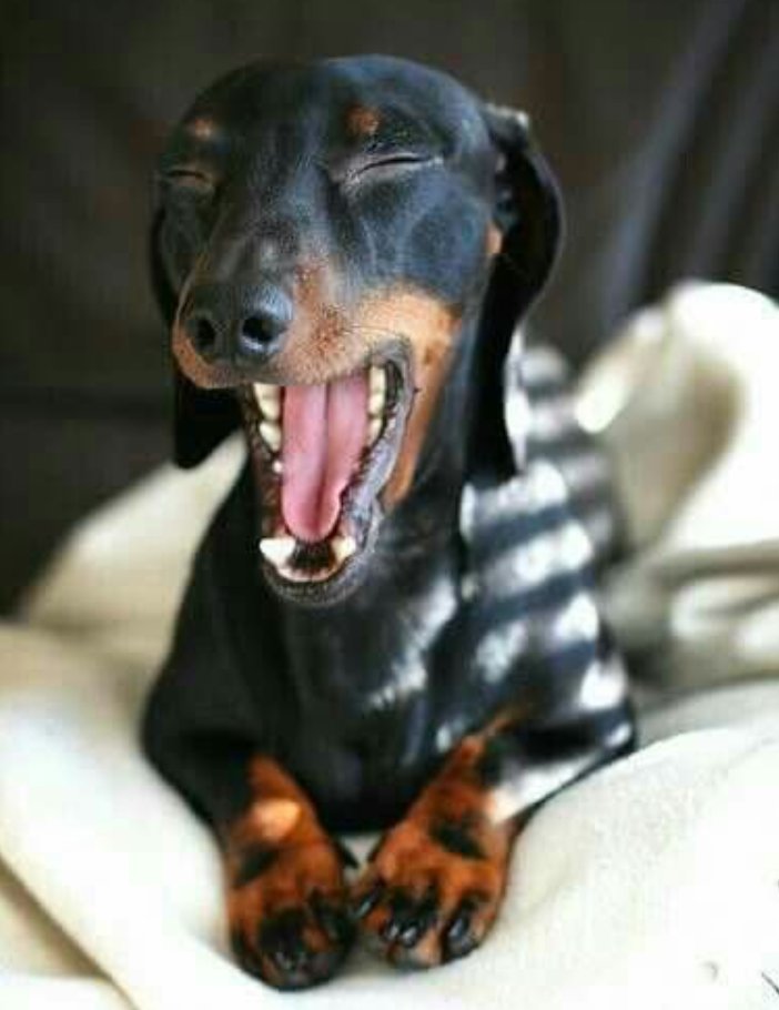 Dachshund tweet media