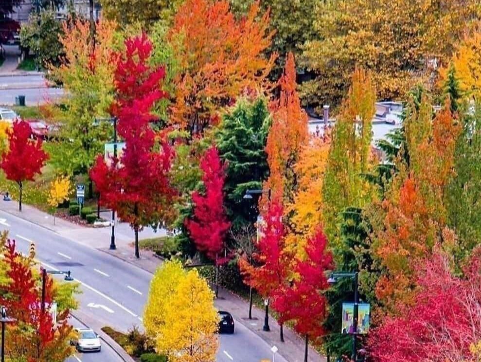 젊은시절은 다시 오지않고
가을도 나를 기다리지 않아요
너무나 짧게 느껴지는 세월
그러나 늘 건강해야 할텐데
생각하면서
그대도 건강행복 하시옵서.