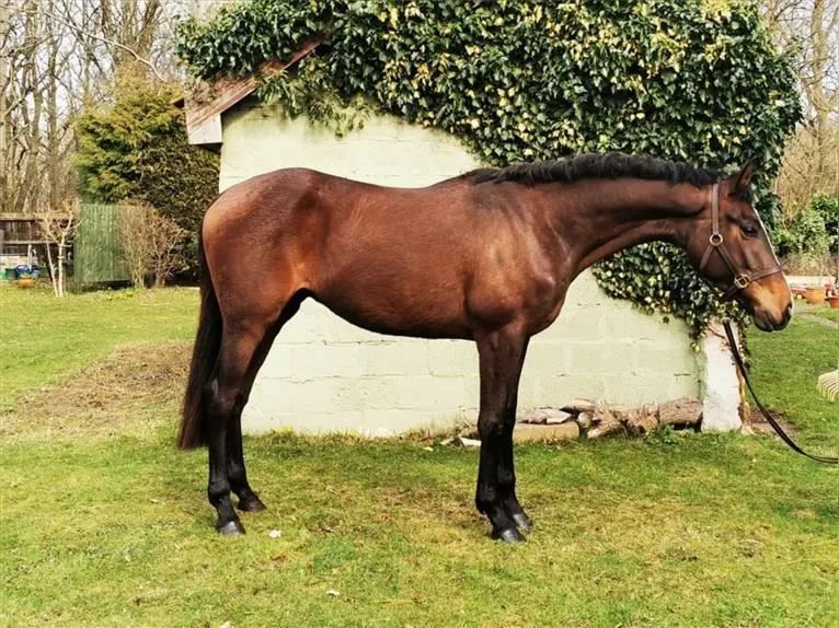 orgullorural2's tweet photo. El Irish Sport Horse, o Irish Hunter, es una raza irlandesa de caballos deportivos de sangre caliente, que se utiliza principalmente para doma, concurso completo y salto. Fue criado a partir de 1923 mediante el cruce de ganado Irish Draft y Thoroughbred. https://t.co/aQ9Xe0lzdg