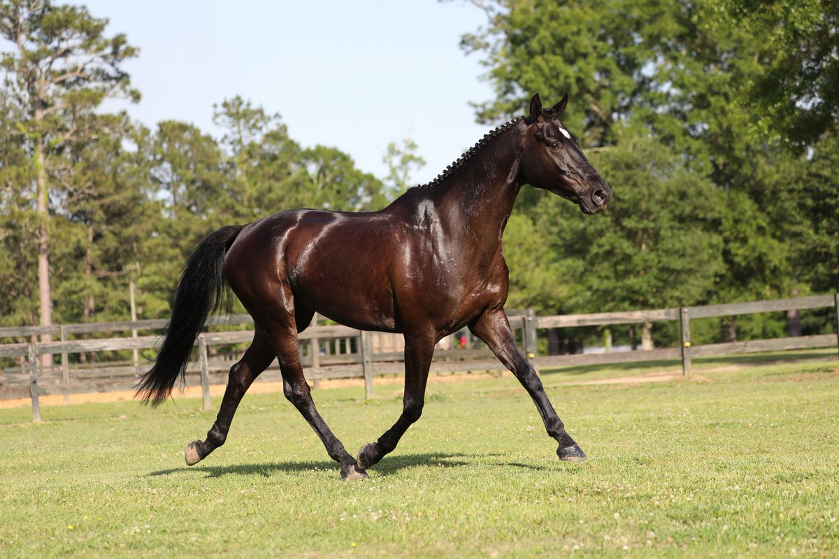 orgullorural2's tweet photo. El Irish Sport Horse, o Irish Hunter, es una raza irlandesa de caballos deportivos de sangre caliente, que se utiliza principalmente para doma, concurso completo y salto. Fue criado a partir de 1923 mediante el cruce de ganado Irish Draft y Thoroughbred. https://t.co/aQ9Xe0lzdg