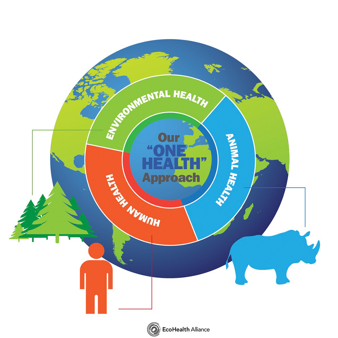 Happy #OneHealth Day! One Health is EcoHealth Alliance’s central focus, fostering collaborations among diverse fields of scientific study. More than ever, we see how human, animal, and environmental health are linked; the only way to truly protect one is to protect them all.