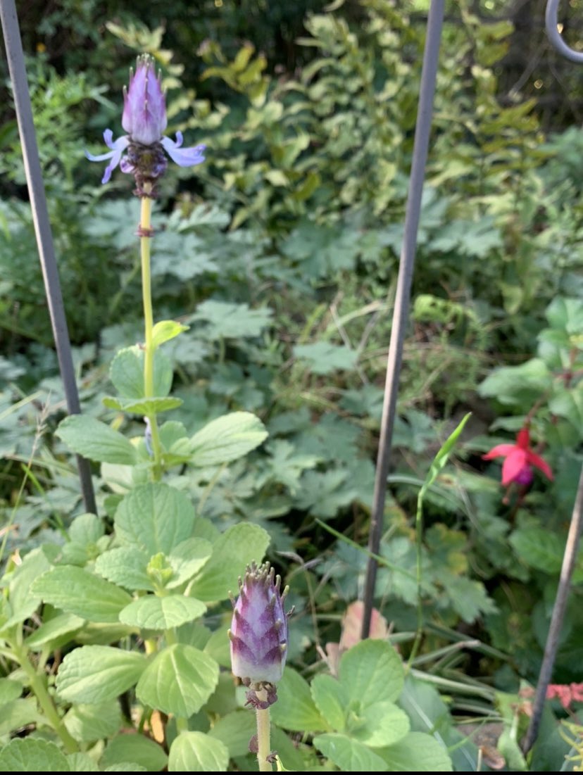 FMLdizzyAF's tweet image. First time I’ve grown it in Kent and was stunned by the unusually beautiful blossoming Scardy Cat plant Coleus Caninus #GardenersWorld