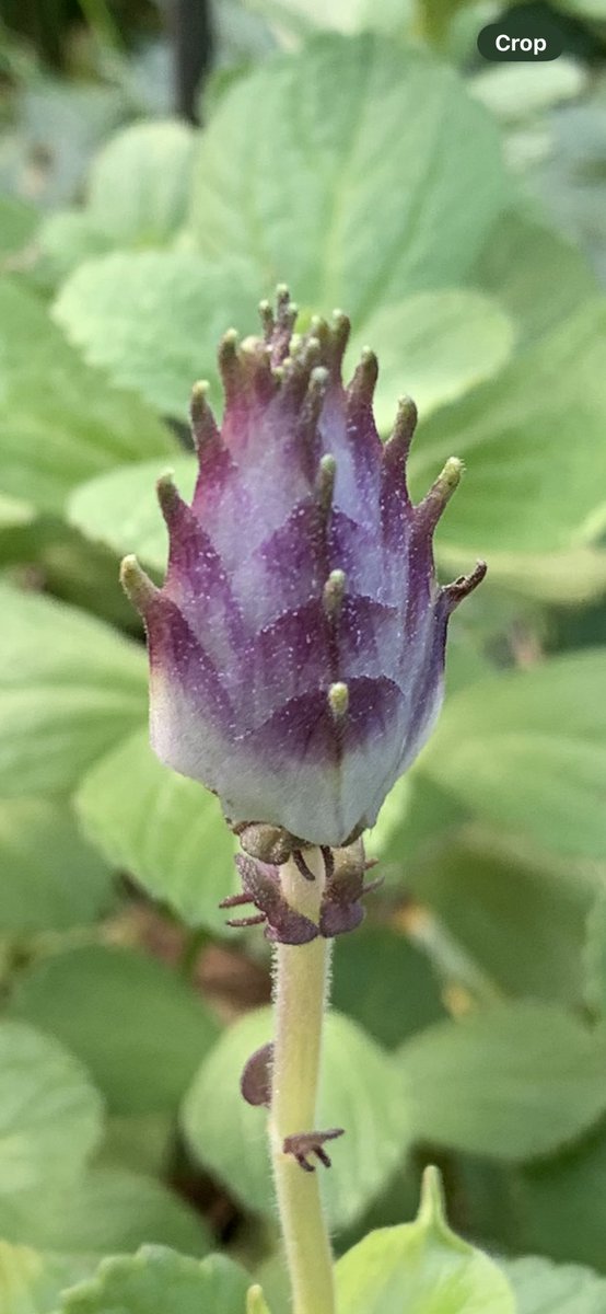 FMLdizzyAF's tweet image. First time I’ve grown it in Kent and was stunned by the unusually beautiful blossoming Scardy Cat plant Coleus Caninus #GardenersWorld