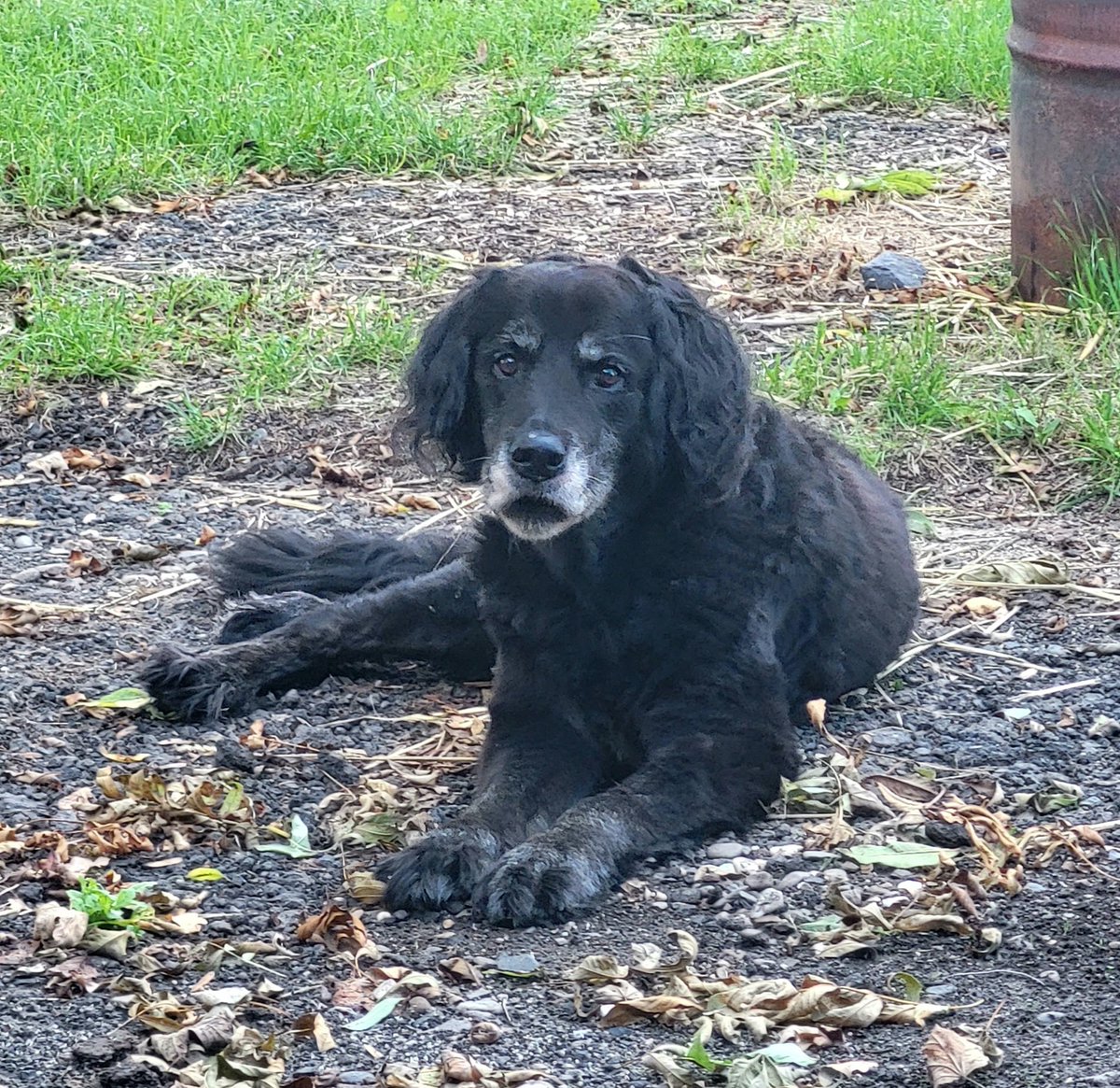Unser Leo ist eben über die Regenbogenbrücke gegangen völlig unerwartet noch nicht mal 2 Monate hat er es ohne Ronja ausgehalten machs gut mein sanfter Riese wir werden dich sehr vermissen. Ich kann es gar nicht glauben 😭