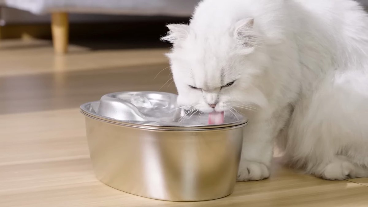 You_For_Animal's tweet photo. 💧 Is your cat getting enough water? Stay ahead of the game in 2024 with the ultimate guide on cat water fountains. Keep your fur baby hydrated and healthy. #CatWaterFountain #petcare  
https://t.co/KWmCk4DpC4 https://t.co/TQAGUpIBy4