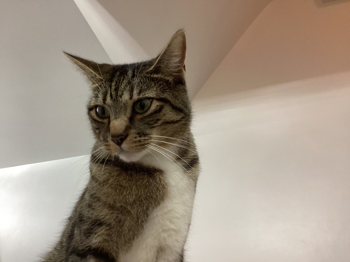 HarrisonC14063's tweet photo. Kitty time🐱🐱🐱 https://t.co/DFCDmKfxxx