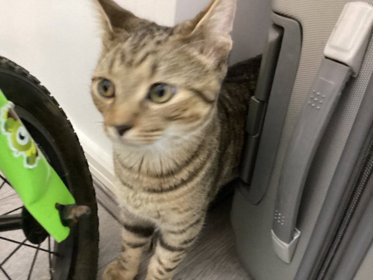 HarrisonC14063's tweet photo. Kitty time🐱🐱🐱 https://t.co/DFCDmKfxxx