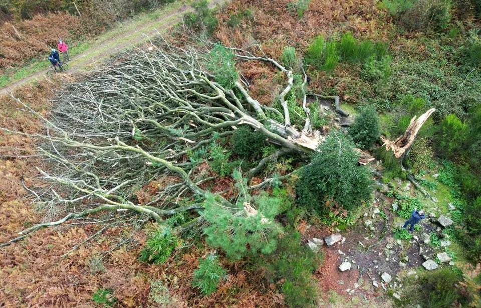 #Météo #Bretagne #TempêteCiaran 💨🌳 Il y a des arbres qui se dressent comme des monuments indéboulonnables. Le hêtre du Ponthus, symbole de la légendaire forêt de Brocéliande s’est effondré face aux violentes rafales de la tempête Ciaran 😢🥺
📸 Damien Meyer