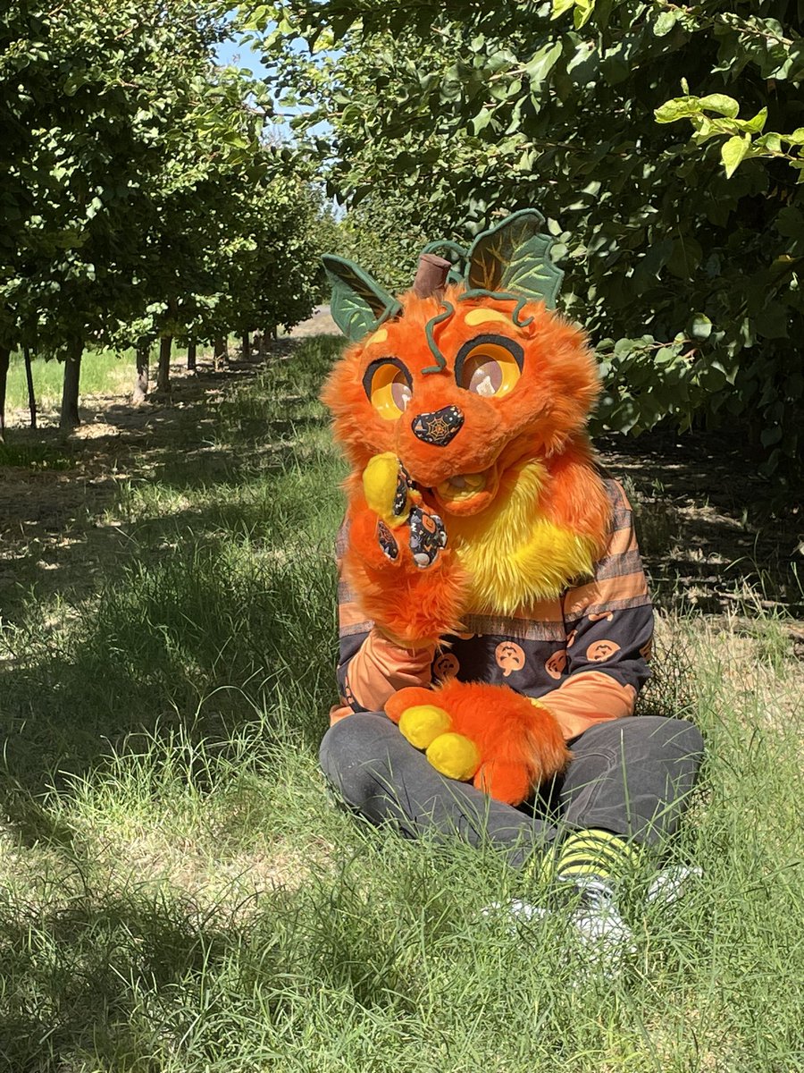 TheKneadery's tweet photo. 🎃 Cat-o-Lantern Premade!

Seeking offers 💲2️⃣0️⃣0️⃣0️⃣ or more!
PayPal only! Upfront payments preferred, but we can work out a payment plan!

Please DM if you want more photos or to offer! 🎃 https://t.co/MkgV20NQbt