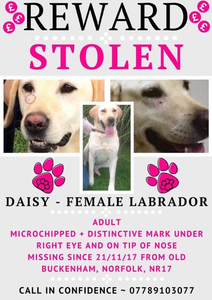 rosieDoc2's tweet photo. DONT FORGET DAISY 🌼 STOLEN 21/11/17
Female Golden #LabradorRetriever 
CHIPPED / DISTINCTIVE MARK UNDER RIGHT EYE AND SMALL BLACK DOT ON HER NOSE 
Large reward was offered for DAISYS safe return 
#OldBuckenham #NORFOLK #NR17 

#GundogTheftAwarenessWeek 

https://t.co/B9CQnsYliZ https://t.co/fXOUJpOtWo