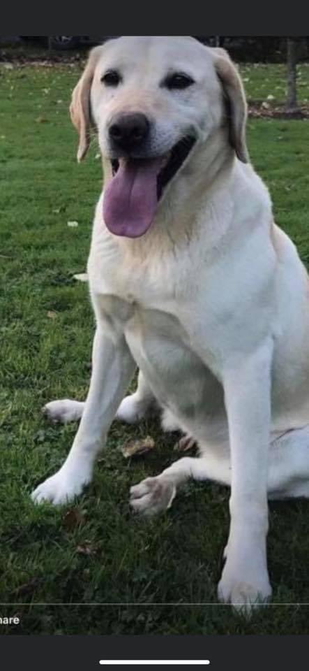 rosieDoc2's tweet photo. DONT FORGET DAISY 🌼 STOLEN 21/11/17
Female Golden #LabradorRetriever 
CHIPPED / DISTINCTIVE MARK UNDER RIGHT EYE AND SMALL BLACK DOT ON HER NOSE 
Large reward was offered for DAISYS safe return 
#OldBuckenham #NORFOLK #NR17 

#GundogTheftAwarenessWeek 

https://t.co/B9CQnsYliZ https://t.co/fXOUJpOtWo