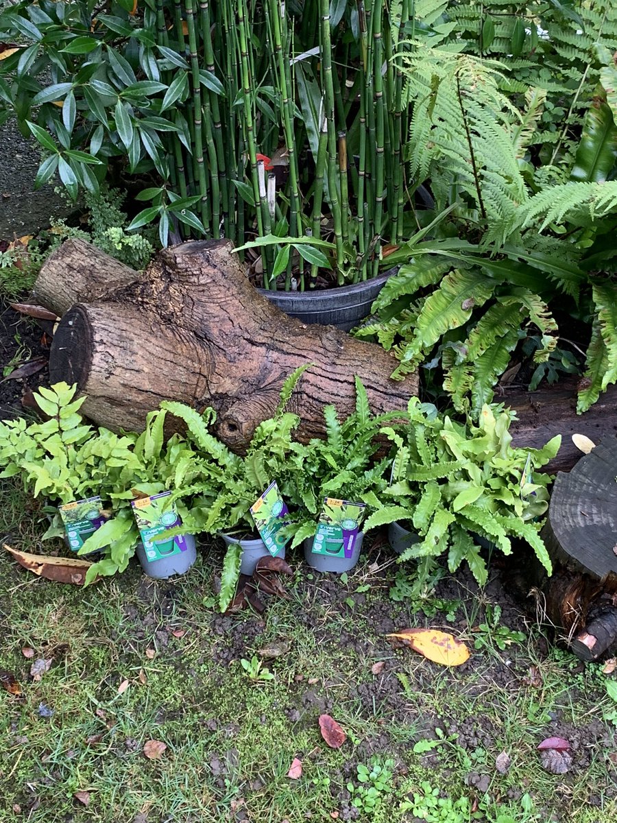 FMLdizzyAF's tweet image. Best time to plant ferns, B&amp;amp;Q selling 3 for £6, I even planted an old terracotta urn for height #GardenersWorld
